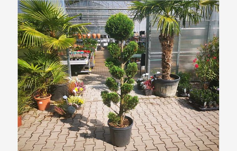 Cyprusovec leylandský CASTL. GOLD ponpons 120-140 cm, kont. 25-30 l