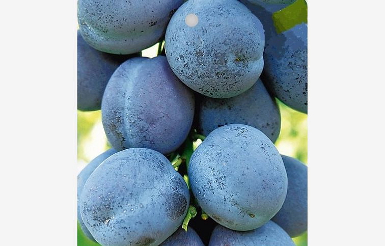 Slivka Toptaste podpník myrobalán, voľnok.