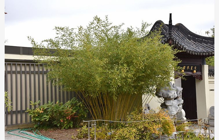 Bambus PHYLL. Bissetti 130-170cm, kont. 15 l