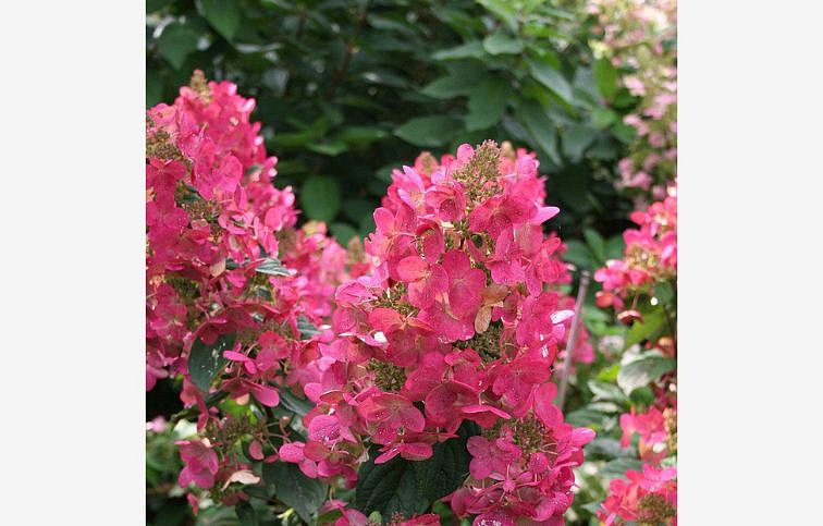 Hortenzia metlinatá Magical Fire 20-30 cm, kont. C2