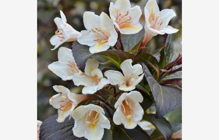 Vajgela Ebony and Ivory 20-30cm - Weigela kont. 3 l
