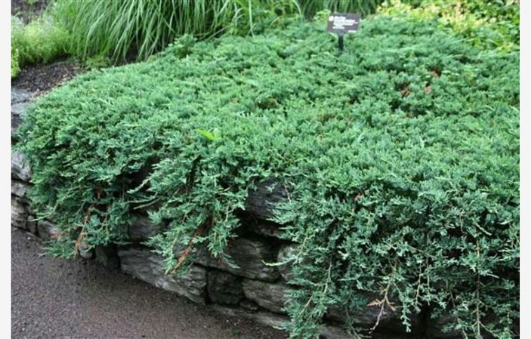 Borievka rozprestretá Wiltonii, kont. 3 l