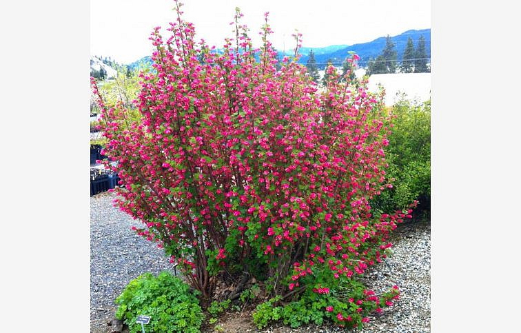 Ríbezľa krvavá King Edward VII. 40-60cm - Ribes sanguineum kont. 2 l