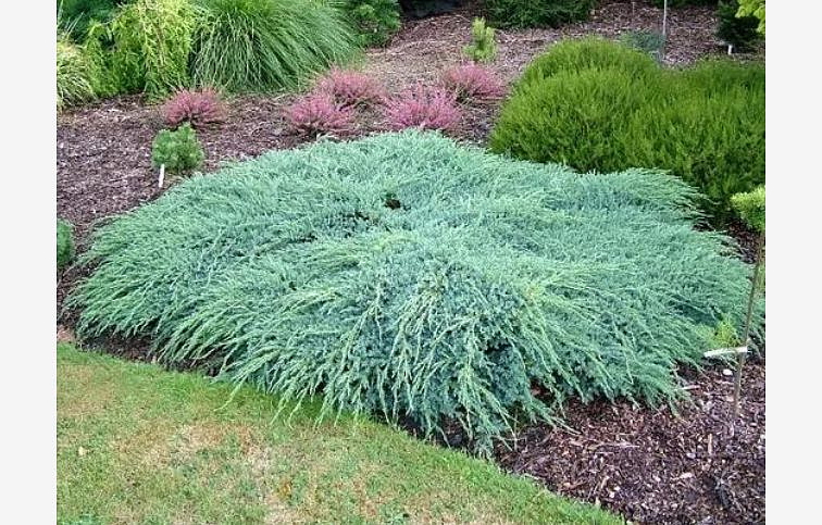 Borievka šupinatá Blue Carpet, kont. 3 l