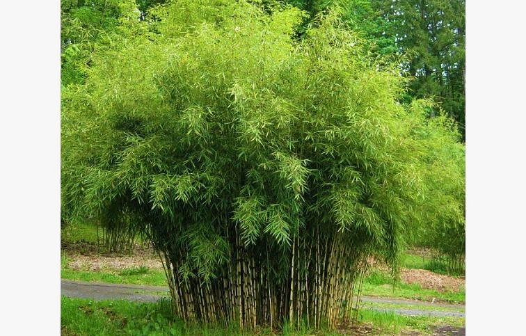 Fargesia rufa - Bambus dáždnikovitý neinvazívny 40-50cm, kont. p14