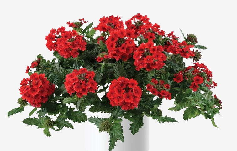 Železník Vanessa Compact Red - Verbena, kont. 0,5 l