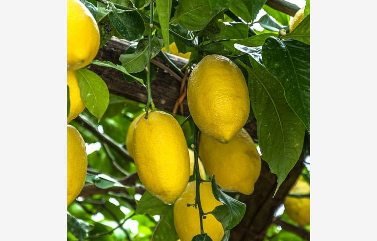 Citrus Lemon - Citrónovník pravý na cca 60cm kmienku, výška 140-180cm, kont. 15 l