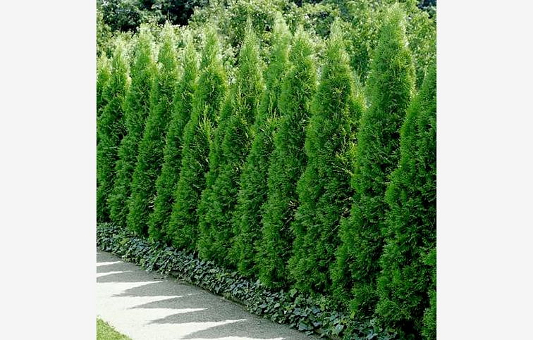 Tuja západná Smaragd 30-40 cm, kont. p9