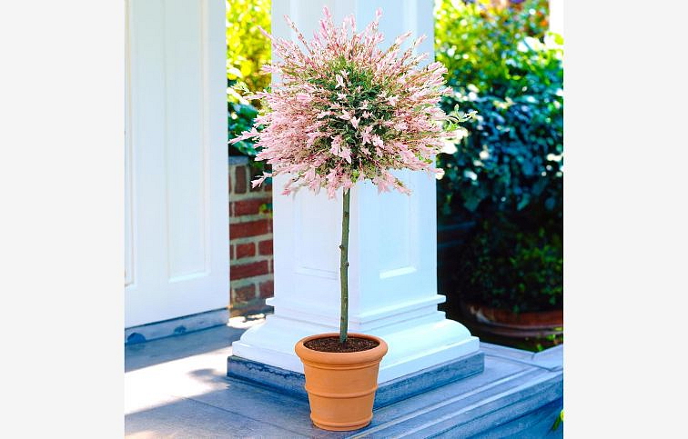 Vŕba japonská Flamingo na 35-40 cm kmienku, výška 70-90 cm, kont. p17