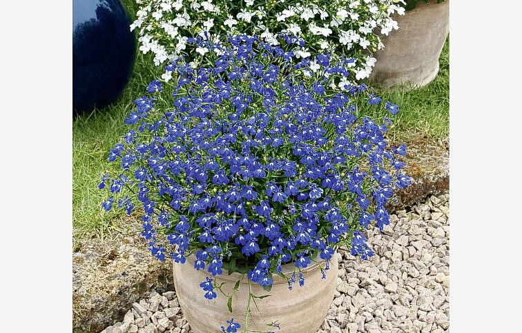 Lobelka Lobelix Blue - Lobelia, kont. 0,5 l