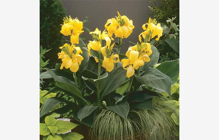 Kana indická Cannova Yellow - Canna, kont. 1 l