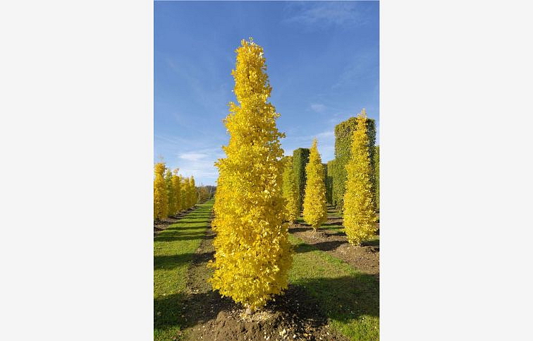 Ginko dvojlaločné Fastigiata Blagon 140-180 cm, rozvetvený, kont. 30 l
