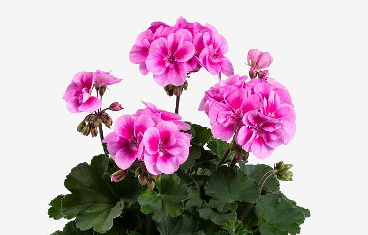 Muškát vzpriamený Belinda - Pelargonium, kont. 0,7 l