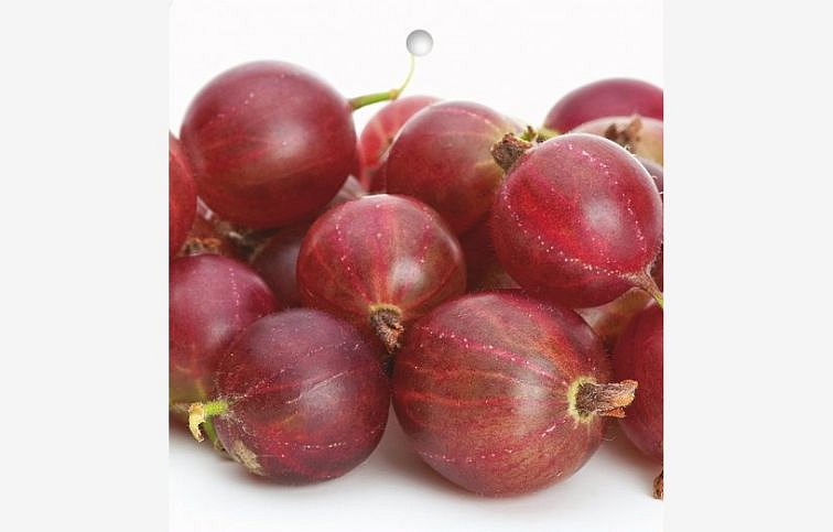Egreš kríkový Hinnonmaki Rot, voľnok.