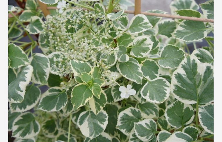 Hortenzia popínavá Silver Lining cca 50cm, kont. p17