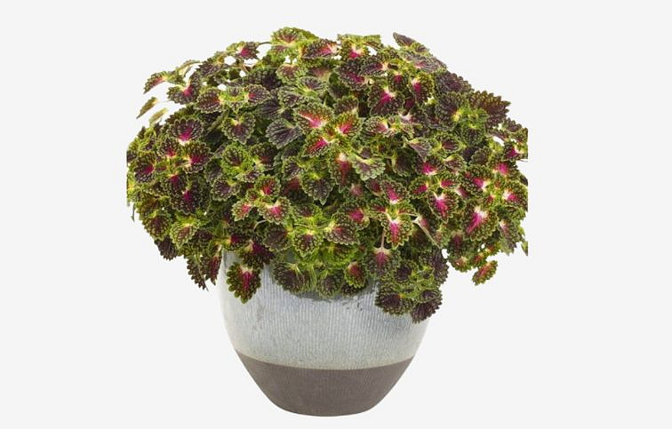 Koleus Strawberry Drop - Coleus, kont. 0,5 l