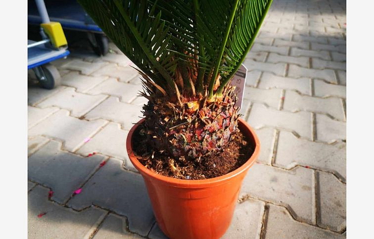 Cykas revoluta 55-65cm, kont. p21