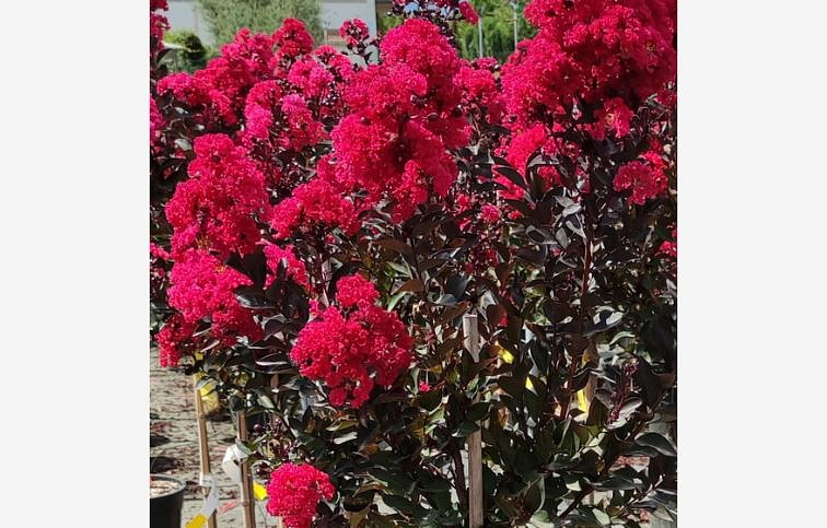 Myrta krepová Dynamite na cca 190cm kmeni, výška 260-300cm, obv. km. 10-12cm, kont. 30 l