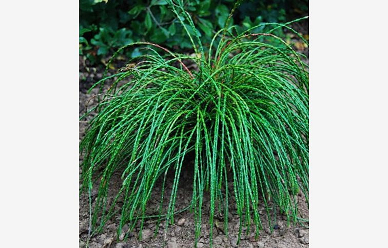 Tuja riasnatá Whipcord 20-30 cm, kont. 2 l