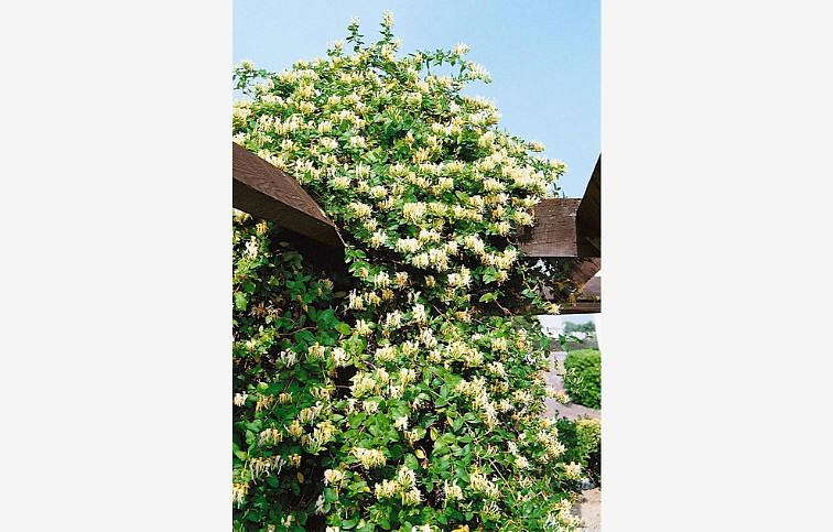 Zemolez japonský HALLIANA 50-60 cm, kont. p15