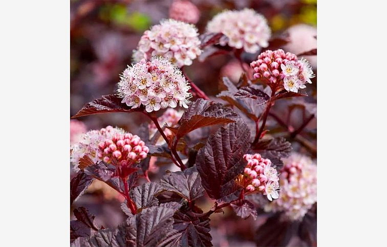 Tavoľa kalinolistá Lady in Red na 80-90cm kmienku, výška 110-130cm, kont. C5