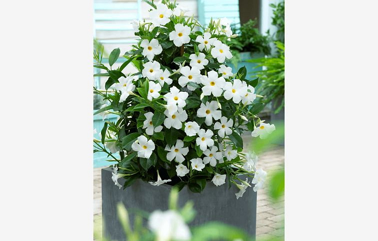 Mandevila Sundaville Classic White 16 - Dipladenia, kont. 0,7 l