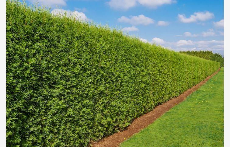 Tuja západná Brabant 140-160 cm, kont. 18-25 l