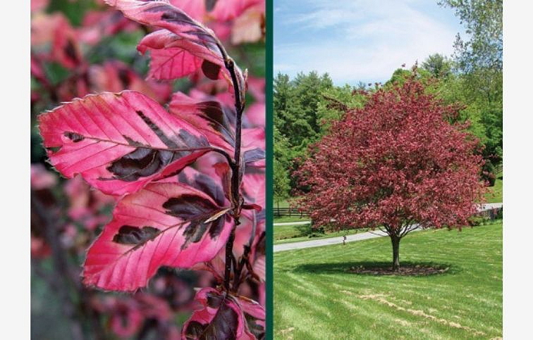 Buk lesný Purpurea Tricolor 120-160 cm, kont. C3