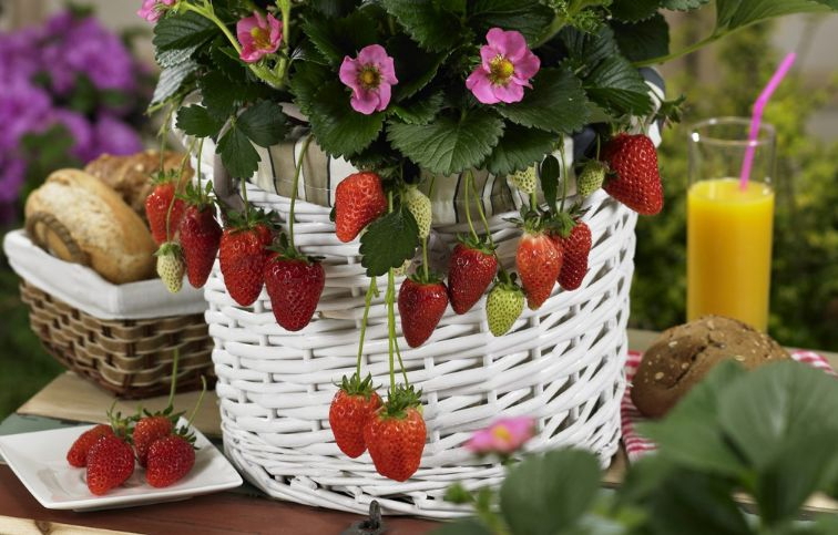 Jahoda previsnutá stálerodiaca Gasana - Fragaria, kont. 0,5 l