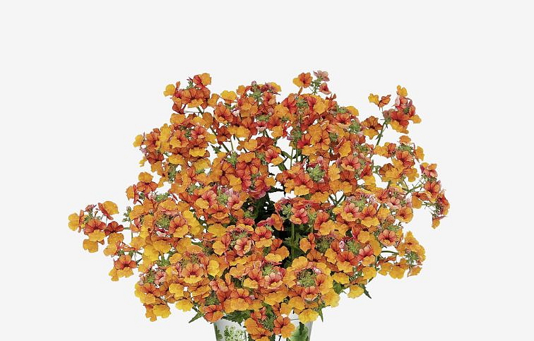 Nemézia Sunsatia Little Orange - Nemesia, kont. 0,5 l