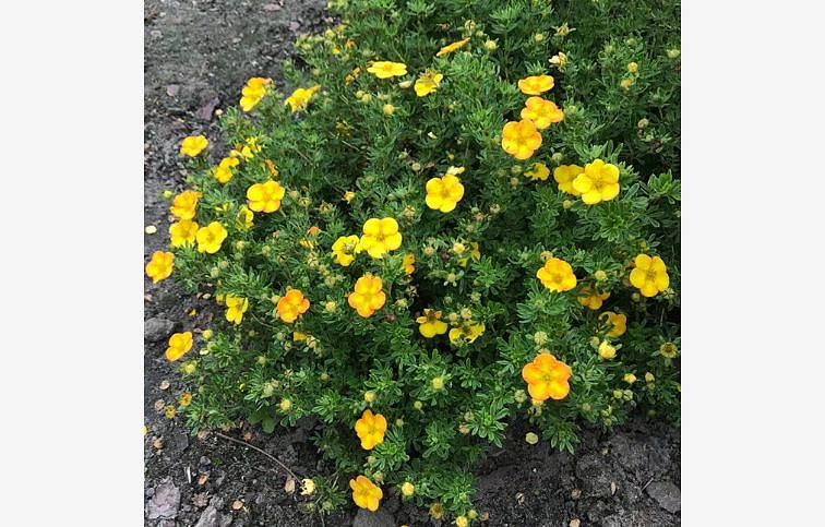 Nátržník krovitý Bella Lindsey 15-20cm, kont. 2 l