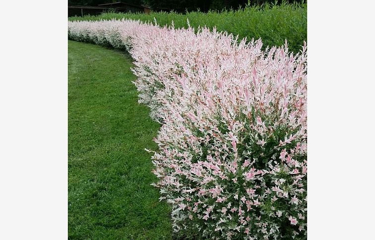 Vŕba japonská Hakuro Nishiki 20-40cm - Salix integra kont. 1,5 l