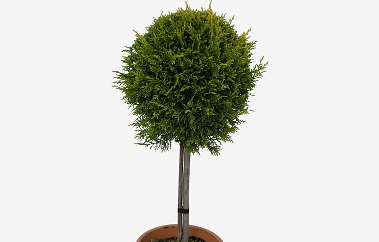 Cyprusovec leylandský Castlew. Gold na 80cm kmienku, v. 110-130cm, obv. km. 8-10cm. C25 l