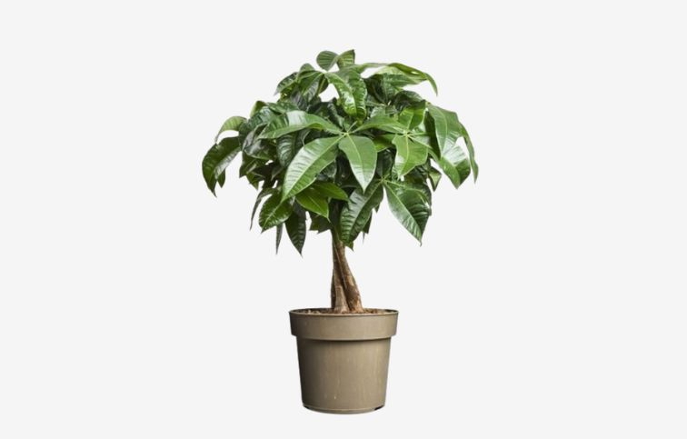 Pachira aquatica 40-50 cm, kont. p17