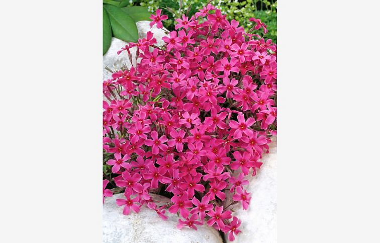 Flox šidlolistý Atropurpurea - Phlox subulata, kont. 0,5 l