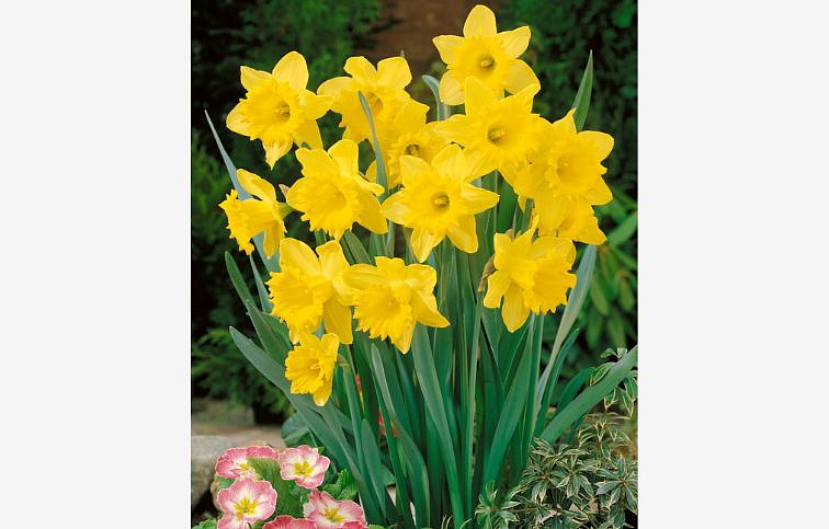 Narcis Dutch Master 3 ks v kont. 0,7 l