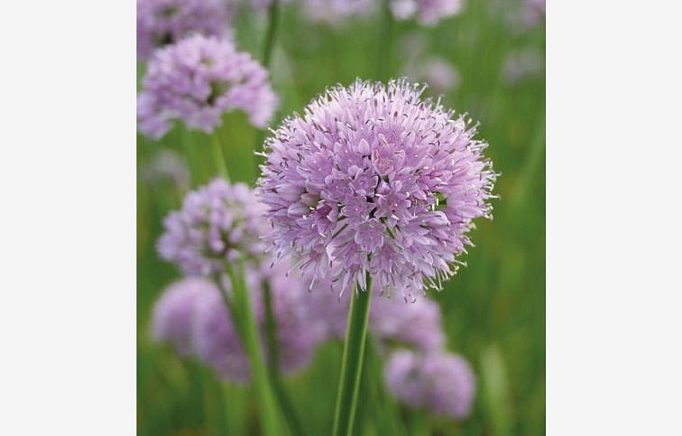 Okrasný cesnak Summer Beauty, kont. p11