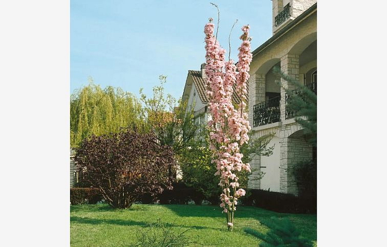 Okrasná čerešňa Amanogawa 140-160 cm, kont. C5