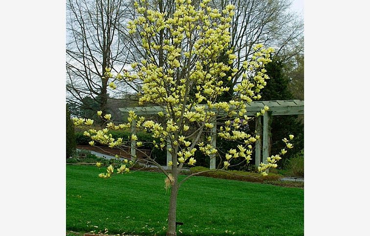 Magnólia Yellow Bird 120-150cm, kont. 10 l