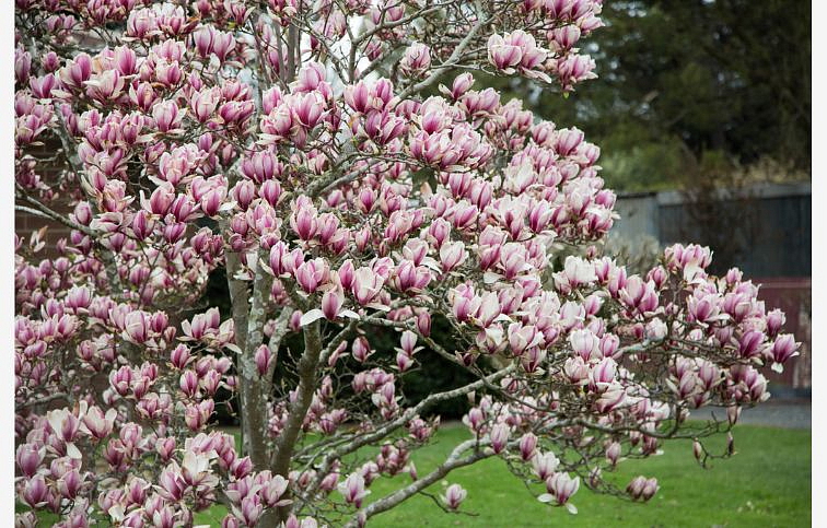 Magnólia Soulangeova 20-40cm - Magnolia soulangeana kont. 3 l