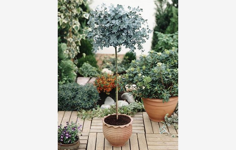 Eukalyptus gunnii na 70-90 cm kmienku, výška 130-150 cm, kont. 15 l