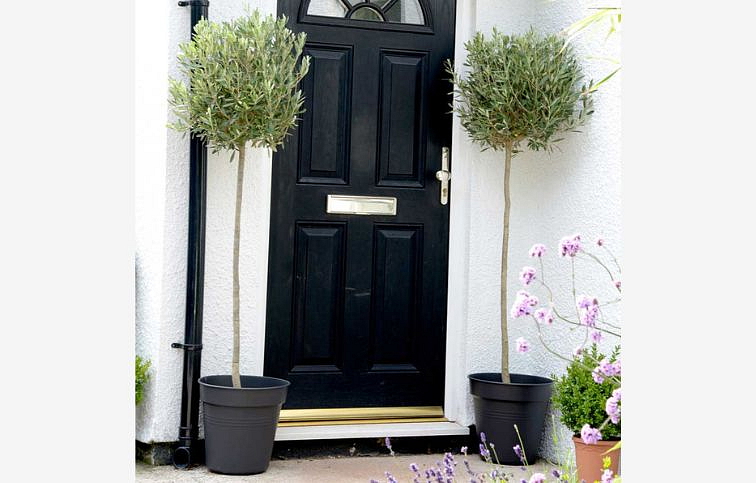 Olivovník európsky na kmienku, výška 70-80 cm, kont. p19