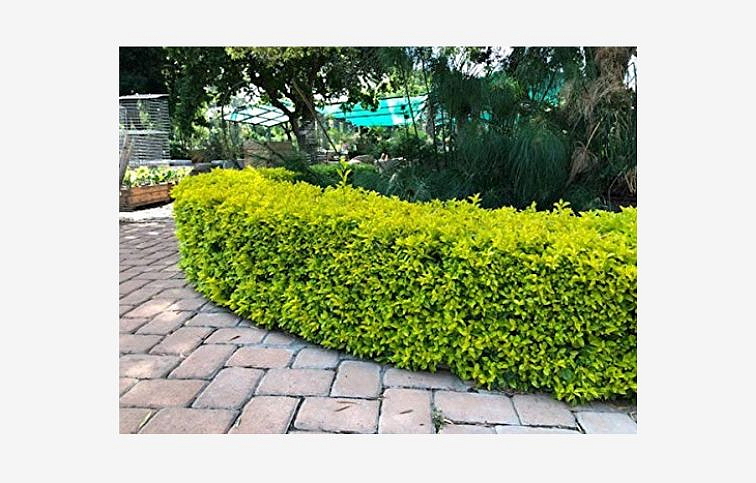 Bršlen japonský Aurea 30-50 cm, kont. 9 l