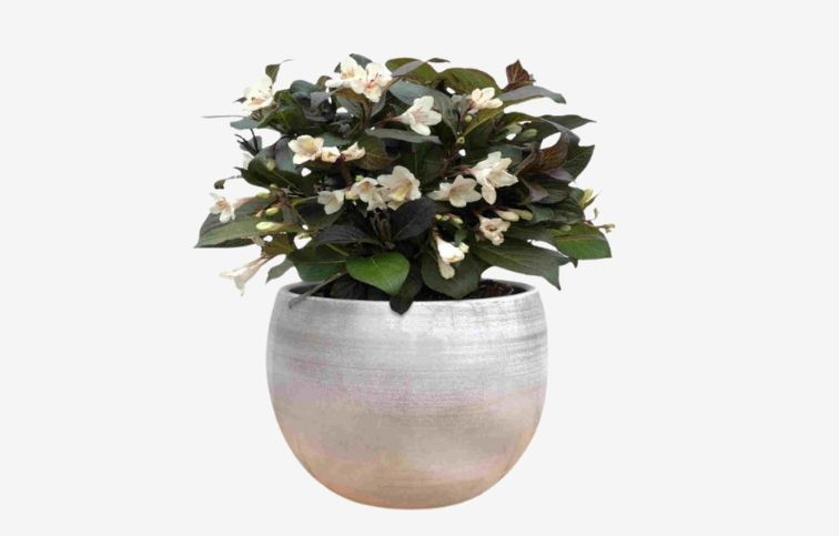 Vajgela Ebony and Ivory 20-30cm - Weigela kont. 3 l