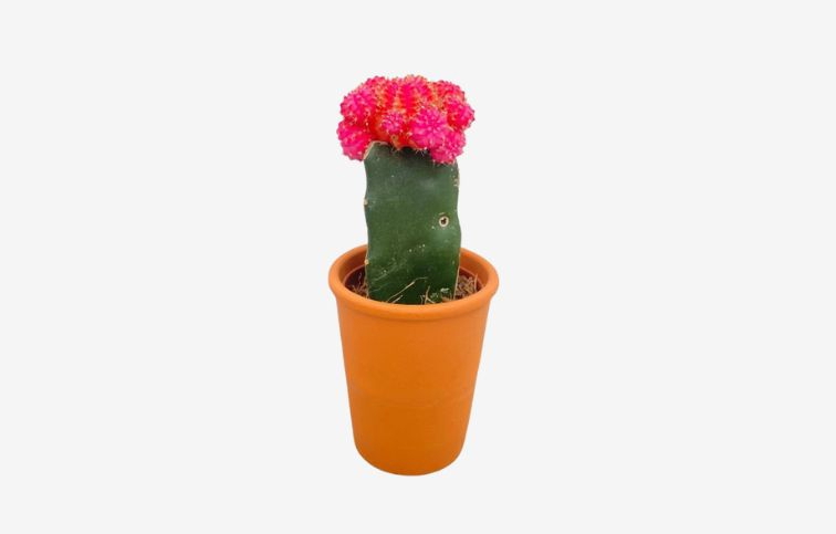 Kaktus ružový cca 10cm - Gymnocalycium mihanovichii v terakote p6