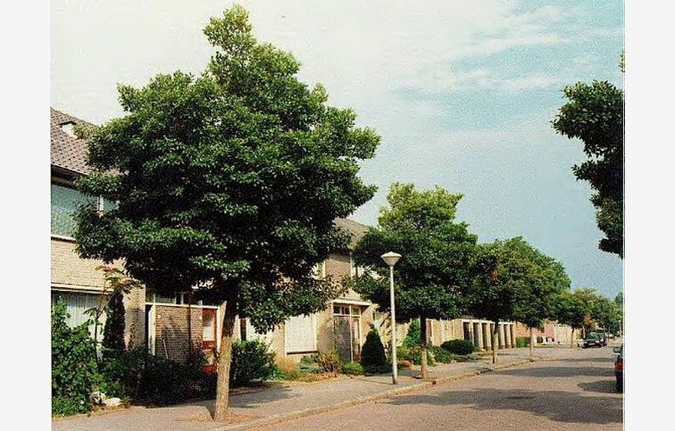 Hloh lavallov CARRIEREI na 150-160 kmienku, výška 250-300cm, obv. km. 6-8cm, kont. 25 l