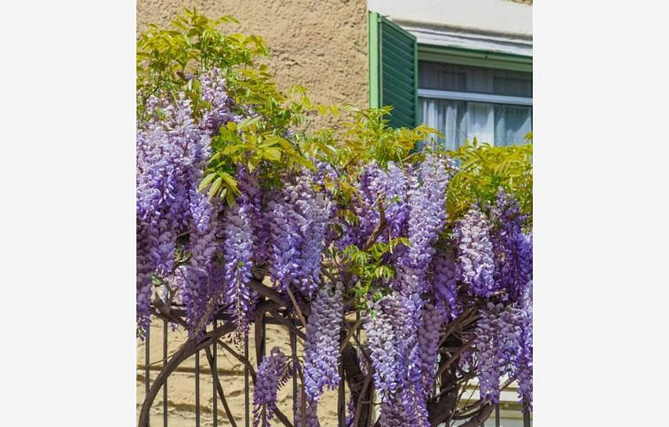 Vistéria vznešená Yokohama Fuji 150-200 cm, kont. 3 l