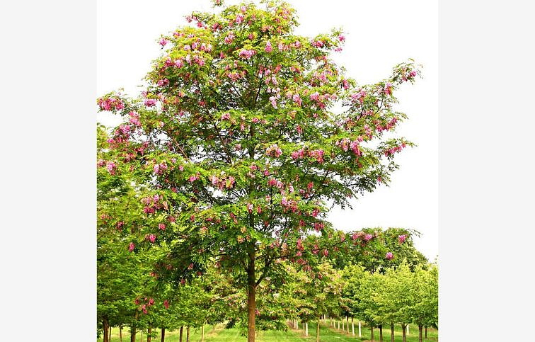 Agát biely Casque Rouge na kmienku, výška 300-350cm, obvod kmeňa 8-10cm, kont. 30-40l