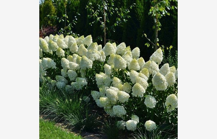 Hortenzia metlinatá Polar Bear 30-40 cm, kont. C3