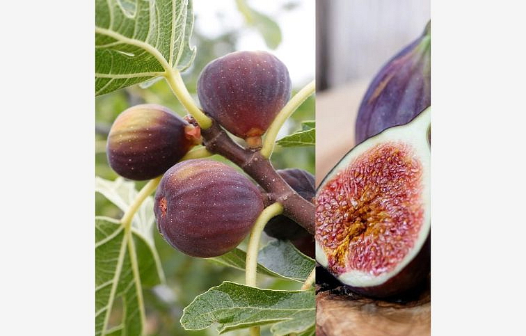 Figovník Rouge de Bordeaux 30-40 cm, kont. 2 l